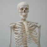 human skeleton model