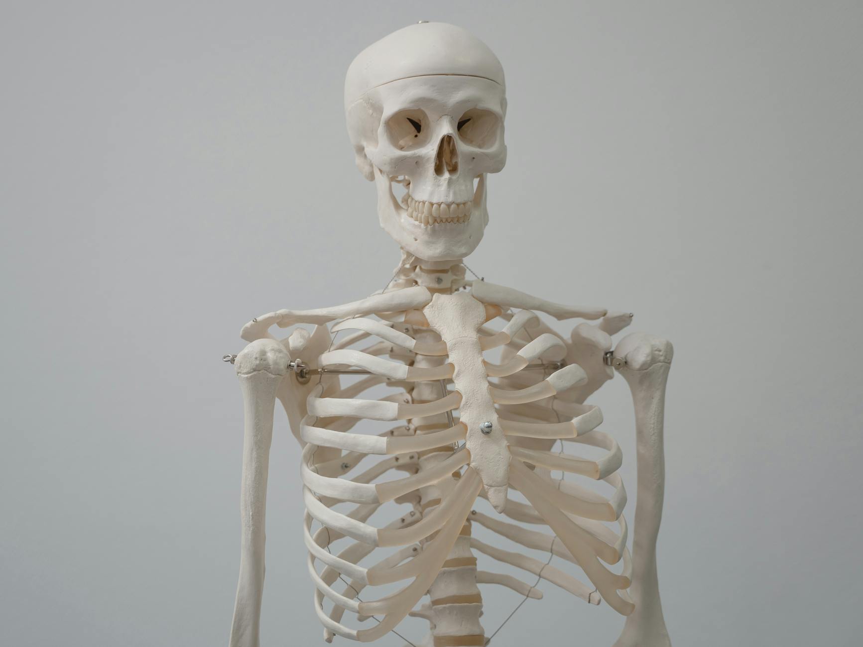 human skeleton model